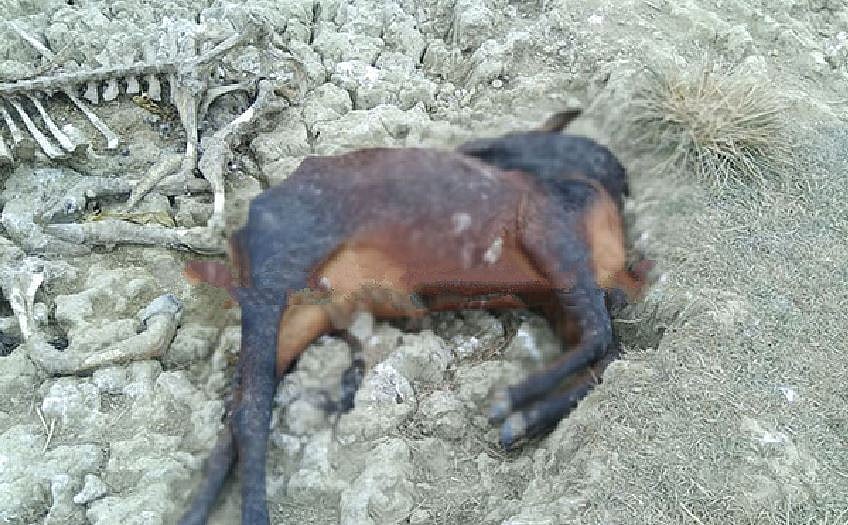 फोटो : सौजन्य डाइनामाइट न्यूज