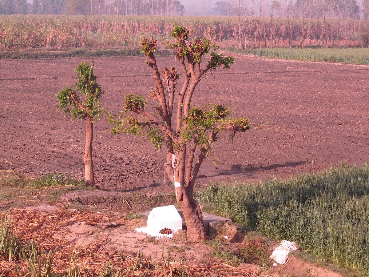 भूमि का तेजी से हो रहा है विनाश 