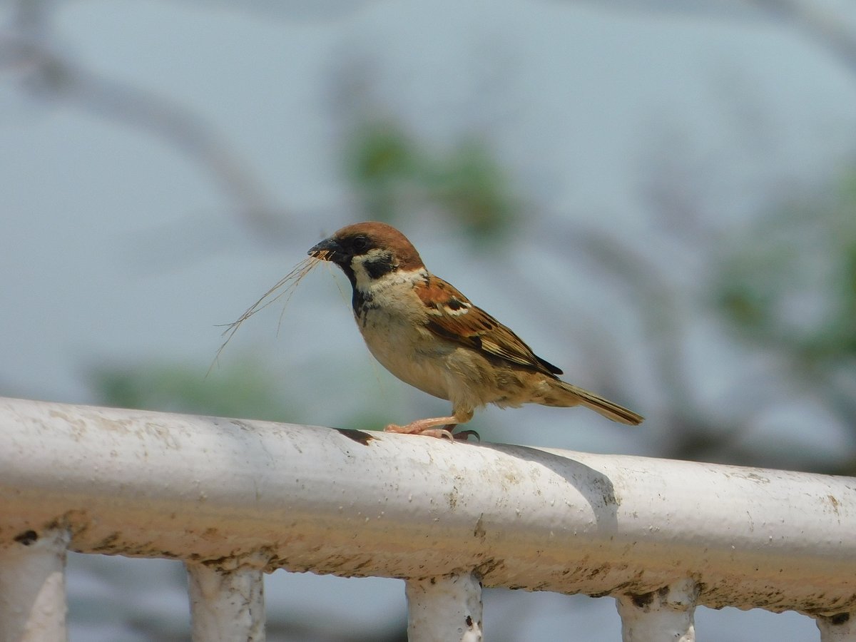 फोटो: महेंद्र पाण्डेय