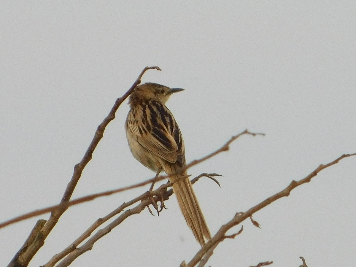 फोटो: महेंद्र पाण्डेय