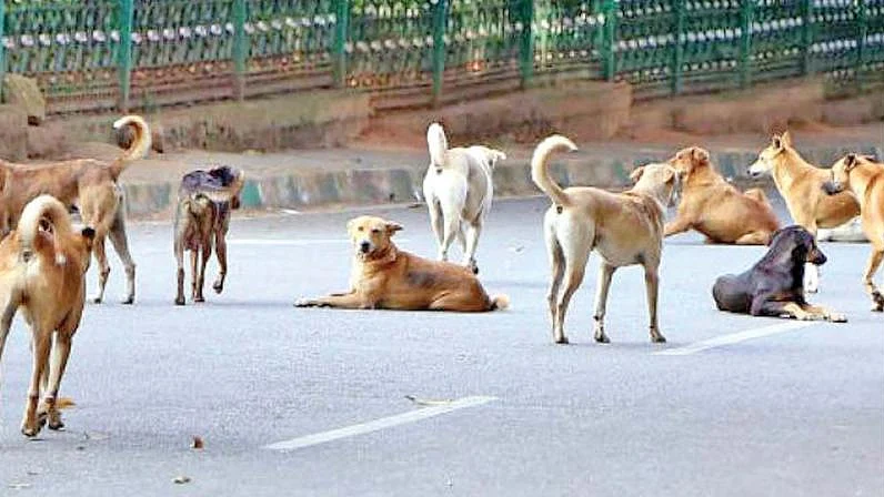 फोटोः सोशल मीडिया
