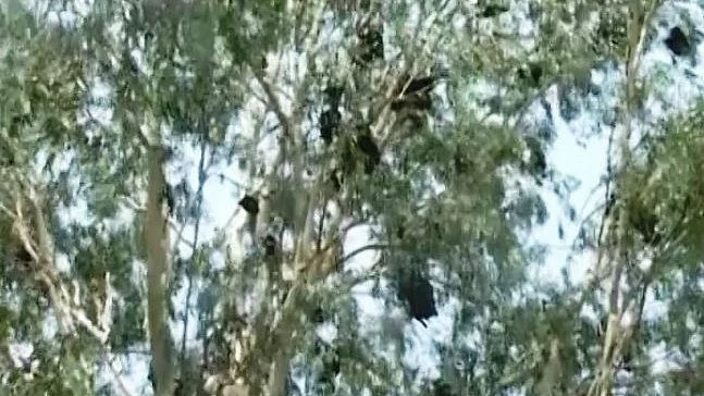 फोटो: सोशल मीडिया