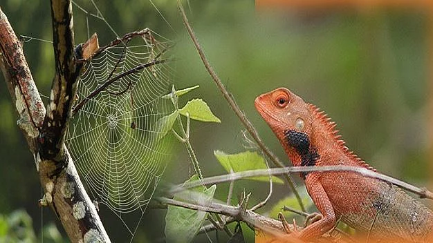 फोटो : सोशल मीडिया