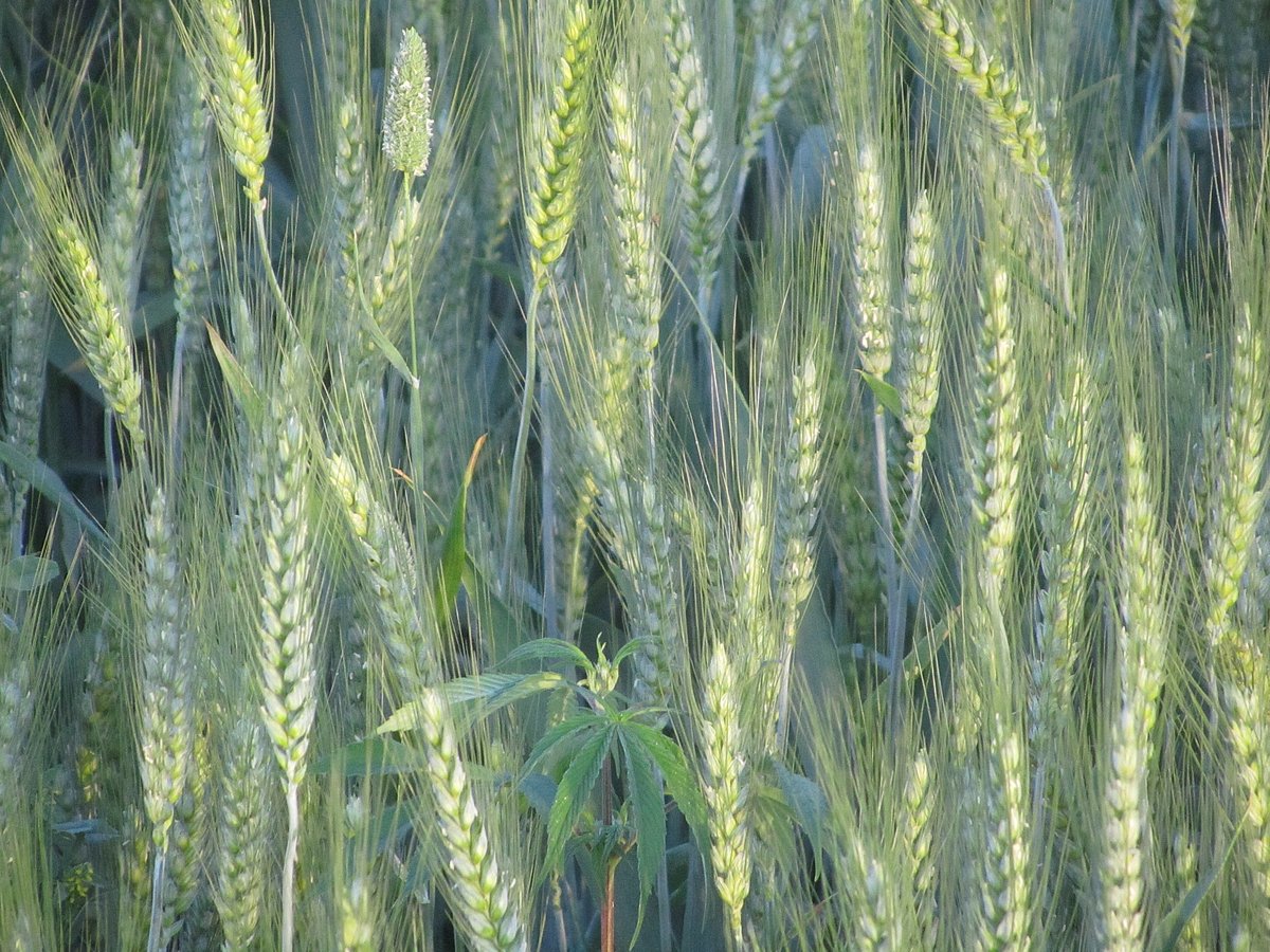 फोटो: महेंद्र पाण्डेय