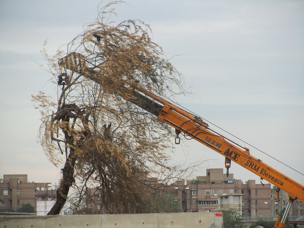 दिल्ली मेट्रो, ईस्टर्न पेरिफेरल हाईवे और एनएच-24 बनाने के लिए कितने पेड़ कटे, किसी को याद है?