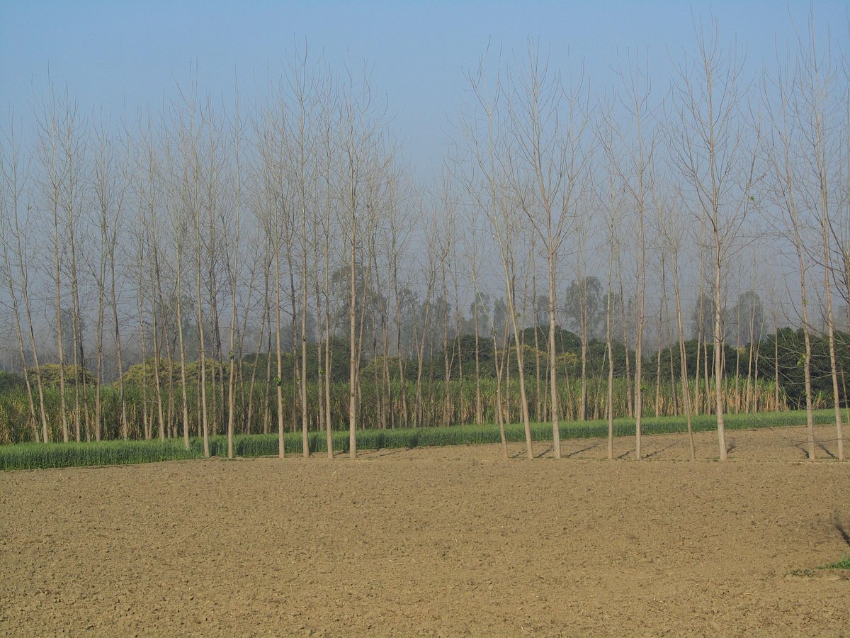 जलवायु परिवर्तन से हो रही है दालों और सब्जियों के उत्पादन में भारी कमी, इससे जन स्वास्थ्य पर व्यापक असर