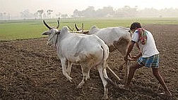 शिवराज सरकार में दबंगों का कहर, पत्नी के सामने दलित किसान को जिंदा जलाकर मार डाला, गांव में तनाव