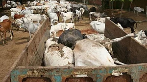 दिल्ली की गौशाला में 36 गायों की मौत, कहां हैं गोरक्षा के नाम पर मॉब लिंचिंग करने वाले !