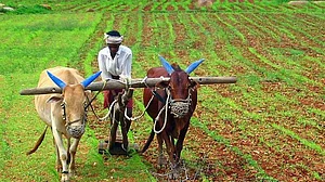 खरीफ फसलों का रकबा पिछले साल से 9 फीसदी घटा