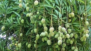 भारत जैसी गर्मी पड़ने से इटली के किसान लगा रहे हैं आम के पेड़