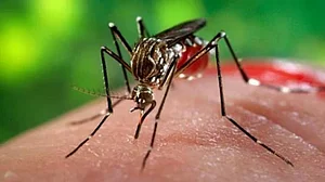 राजस्थान: जयपुर में जीका वायरस का कहर, अब तक 50 लोग आए चपेट में, पड़ोसी राज्य हाई अलर्ट पर