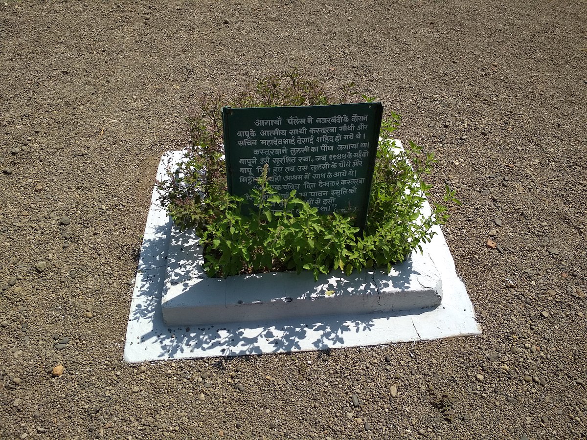 सेवाग्राम परिसर में मौजूद तुलसी का यह पौधा कस्तूरबा गांधी ने महादेव देसाई की याद में लगाया था, जिसे बापू 1944 में सेवाग्राम लेकर आ गए थे। आगा खां पैलेस में नजरबंदी के दौरान महादेव देसाई की मृत्यु हो गई थी।