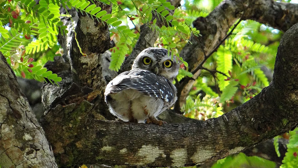 फोटो: सोशल मीडिया
