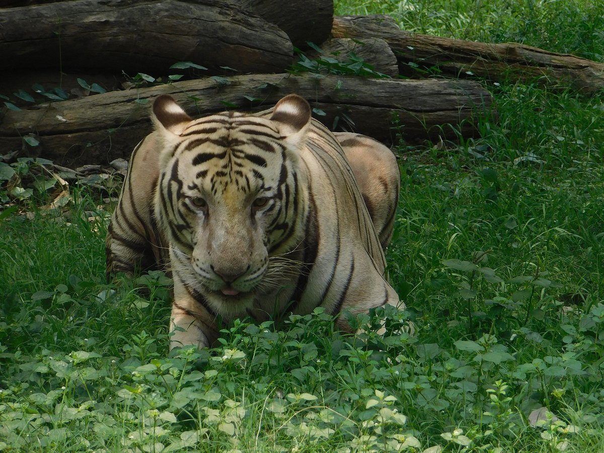 बाघिन अवनि की हत्या: क्या भूमि पर सिर्फ मनुष्य का अधिकार है, जानवर का नहीं?