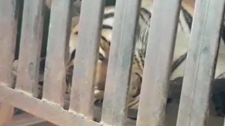 फोटो: सोशल मीडिया&nbsp;