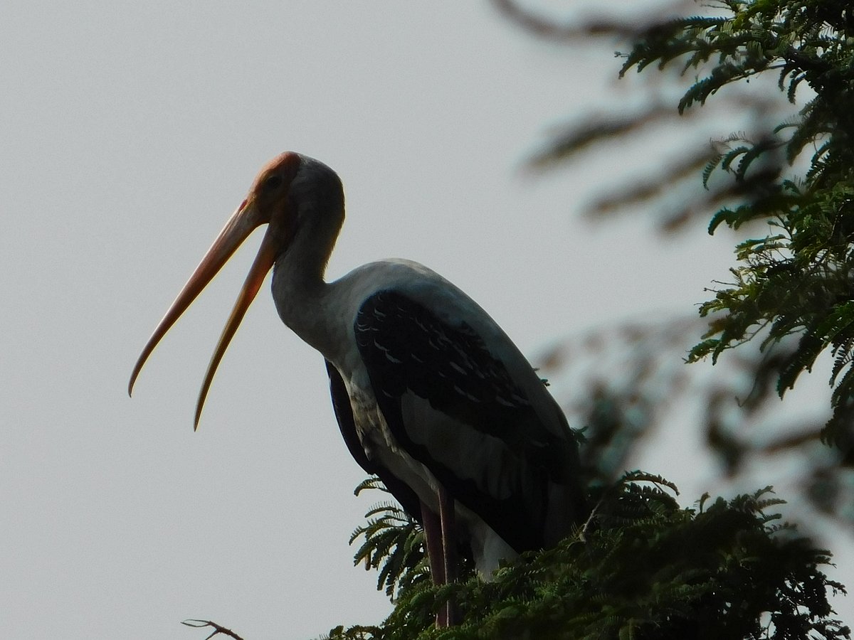बाघिन अवनि की हत्या: क्या भूमि पर सिर्फ मनुष्य का अधिकार है, जानवर का नहीं?