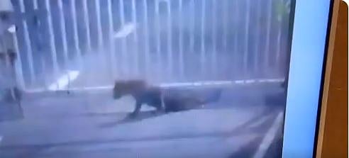 वीडियो: गुजरात  सचिवालय पर तेंदुआ का कब्जा,  सभी कर्मचारी बाहर, पकड़ने के लिए कई टीमें मौके पर मौजूद