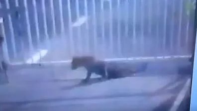 फोटो: सोशल मीडिया&nbsp;