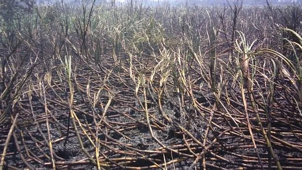 फोटो : सोशल मीडिया