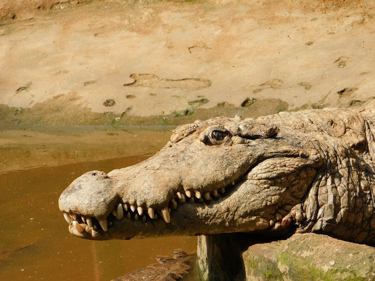 बाघिन अवनि की हत्या: क्या भूमि पर सिर्फ मनुष्य का अधिकार है, जानवर का नहीं?