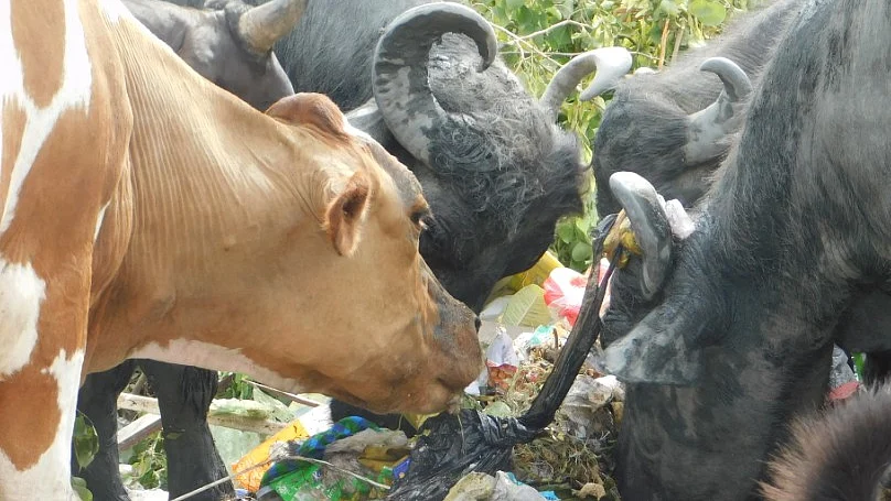 फोटो: महेन्द्र पांडे