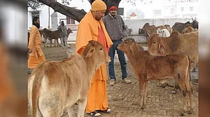 योगी सरकार की गौ-सेवा सरकारी कर्मचारियों को पड़ी  भारी, आया एक दिन का वेतन काटने का फरमान