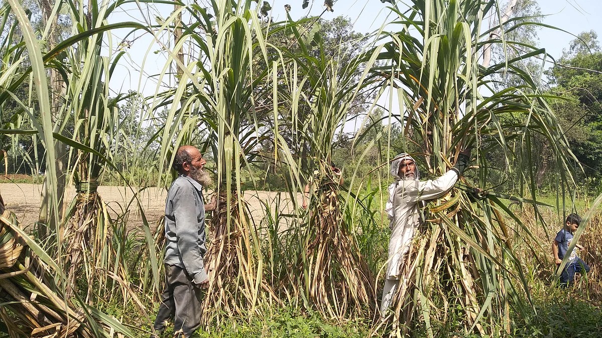 फोटोः आस मोहम्मद कैफ