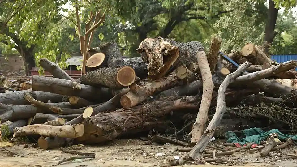 फोटो: सोशल मीडिया