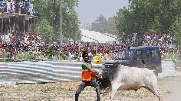 कन्नौज में हुई गठबंधन की रैली में घुसे सांड से जूझता एक बहादुर युवक (फोटो सौजन्य :<a href="https://twitter.com/yadavakhilesh">@<b>yadavakhilesh</b></a>)