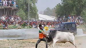 वीडियो: कन्नौज रैली में घुसा सांड, अखिलेश बोले- योगी ‘सांड’ को नहीं रोक पा रहे, तो किसानों का क्या हाल होगा