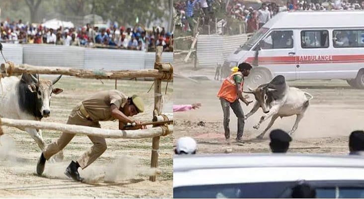 वीडियो: कन्नौज रैली में घुसा सांड, अखिलेश बोले- योगी ‘सांड’ को नहीं रोक पा रहे, तो किसानों का क्या हाल होगा  
