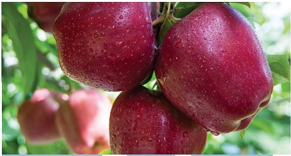 हिमाचल के सेब बागवानों को डुबो रहा है पीएम मोदी का विदेश प्रेम