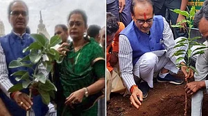 मध्य प्रदेशः बीजेपी सरकार में पौधारोपण के वर्ल्ड रिकॉर्ड की खुली पोल, अब अधिकरियों पर गिरी गाज