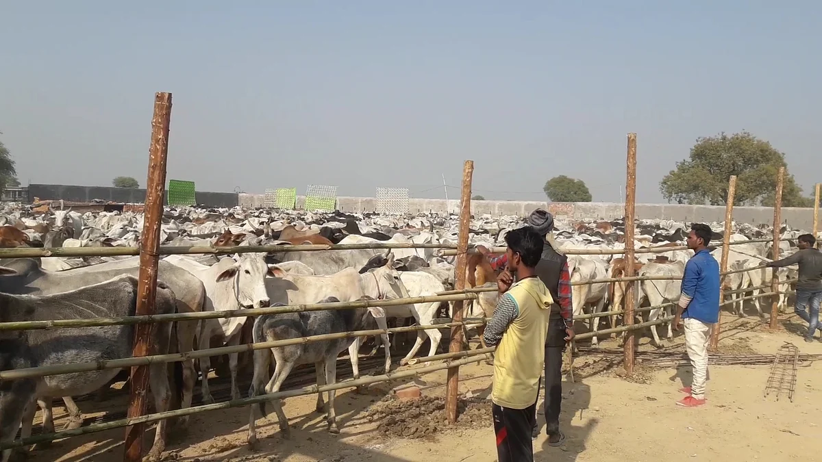 फोटो : सोशल मीडिया