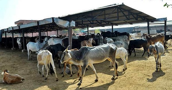 बीजेपी शासित राज्यों में भीड़ की हिंसा जारी, त्रिपुरा में मवेशी चोरी के शक में एक शख्स को पीट-पीटकर मार डाला