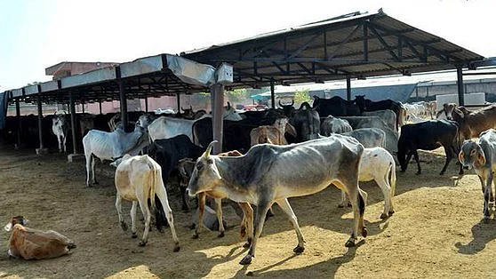 फोटो: सोशल मीडिया