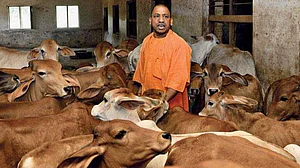 योगी सरकार में नहीं थम रहा गायों के मरने का सिलसिला, महोबा के सरकारी भवन में 8 गायों की दम घुटने से दर्दनाक मौत