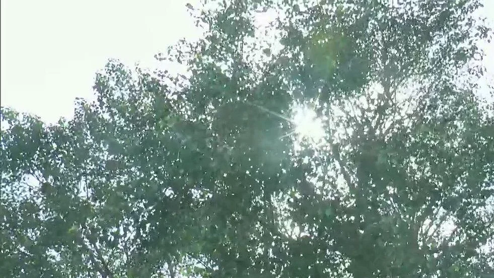 फोटो: सोशल मीडिया