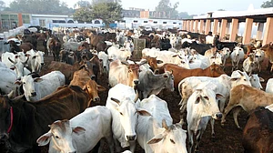 झारखंड : राजभवन, मुख्यमंत्री आवास की गायों को पड़े चारे के लाले, नहीं की गई कोई धनराशि आवंटित