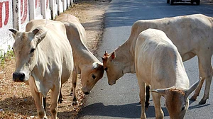 राम पुनियानी का लेख: भारतीय राजनीति की बिसात पर गौ माता, इन राज्यों में बीजेपी से बीफ पर क्यों नहीं कुछ कहा जाता?