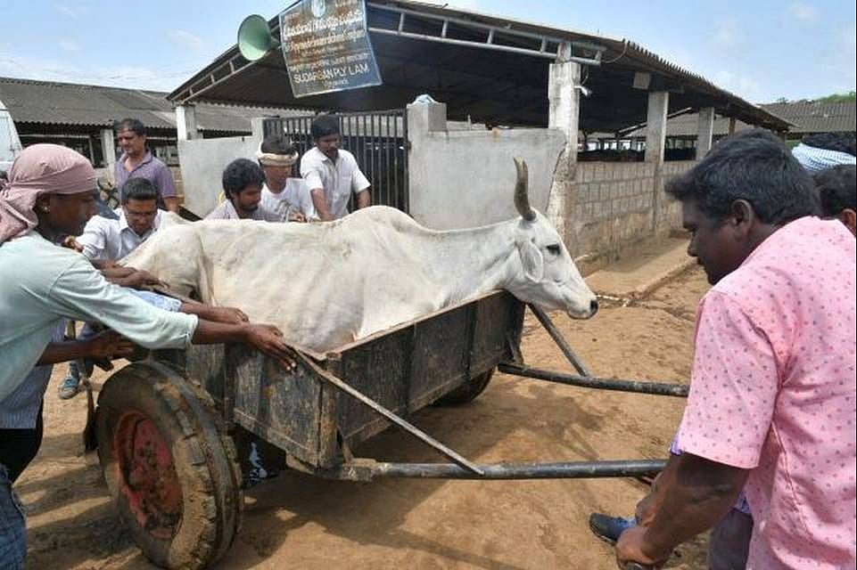 नवजीवन बुलेटिन: आंध्र प्रदेश में मृत मिली 98 गाय और पूर्व बीजेपी विधायक पर उनकी बहू ने लगाया जबरन रेप का आरोप, 4 बड़ी खबरें