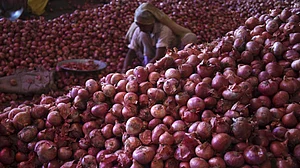 प्याज की बेतहाशा गिरी कीमतों के बाद टूटी मोदी सरकार की नींद! नेफेड-एनसीसीएफ को दिया ये निर्देश