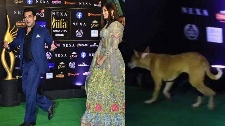 वीडियो: जब सलमान के साथ IIFA समारोह में घुसा कुत्ता, उछल कर भागे क्रू मेंबर्स