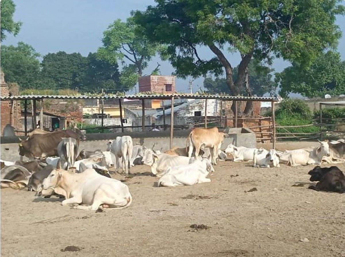 गौमाता के नाम पर सियासत चमकाने वाली योगी सरकार में गायों की हालत बदतर, 2 घंटे में 2 दर्जन गोवंशों ने तोड़ा दम