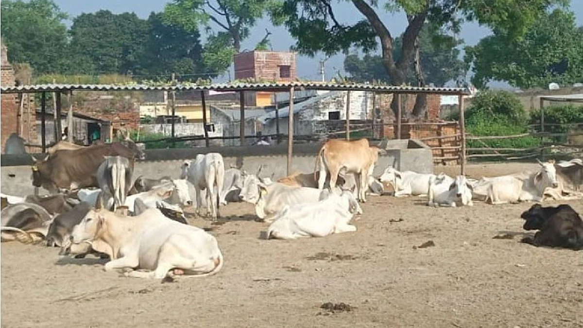 फोटो: सोशल मीडिया