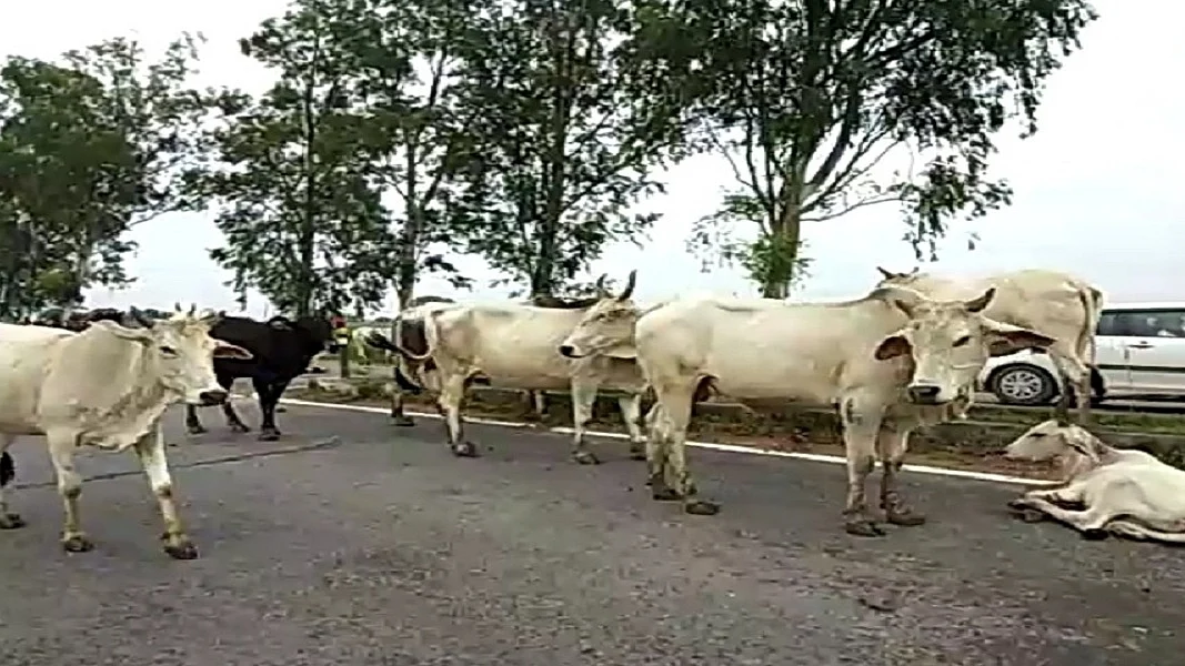 फोटोः सोशल मीडिया