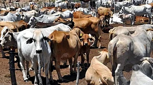 रामनगरी अयोध्या में गायें अब पहनेंगी कोट! ये है वजह