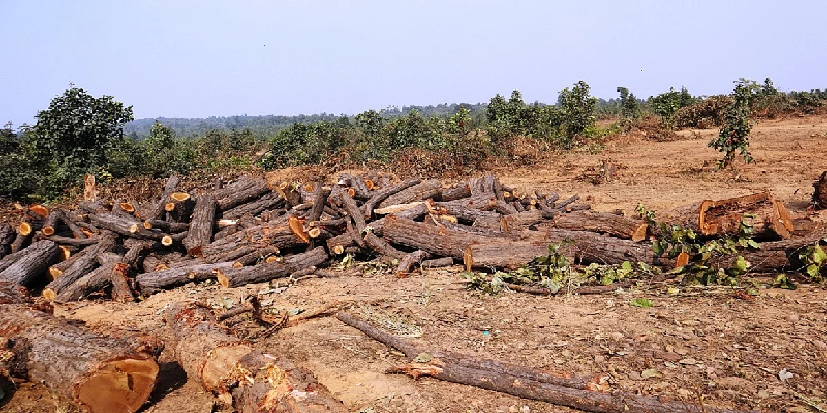 हजारों पेड़ काट समतल कर दिया गया ओडिशा का भरा-पूरा जंगल, अडानी की कंपनी निकालेगी कोयला