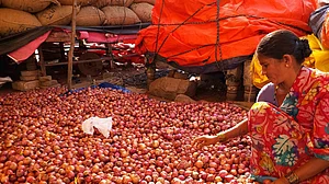 विदेशी प्याज से नहीं मिल रहा देसी प्याज जैसा जायका, प्याज की किल्लत अब भी जारी