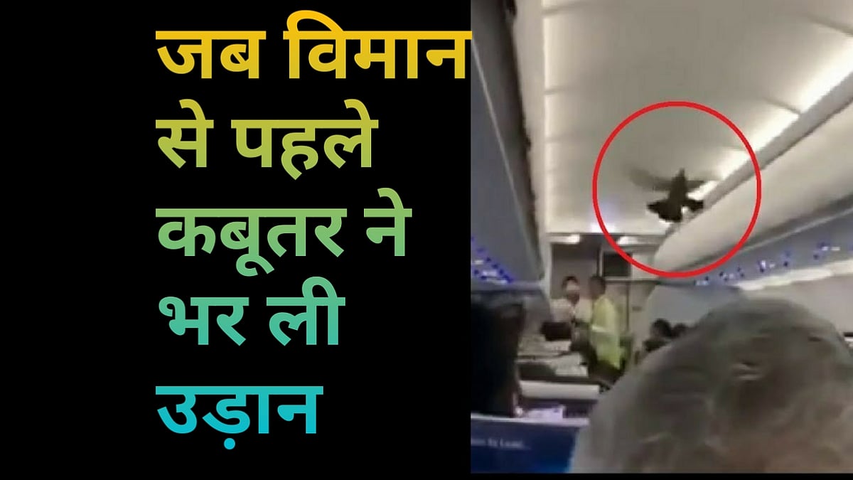 वीडियो: विमान से पहले ही कबूतर ने भर ली उड़ान, क्रू मेंबर्स के छूटे पसीने